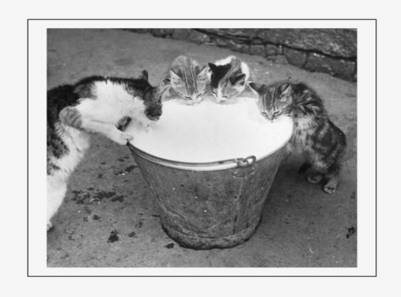 Смешные коты в сметане