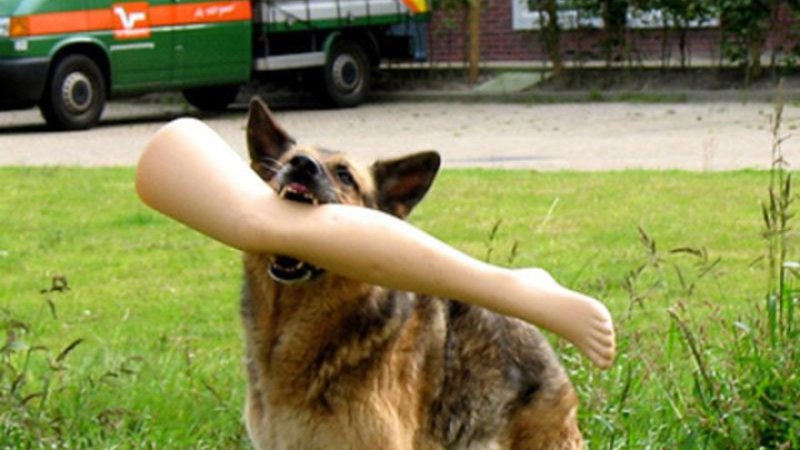 Собака вцепилась в ногу