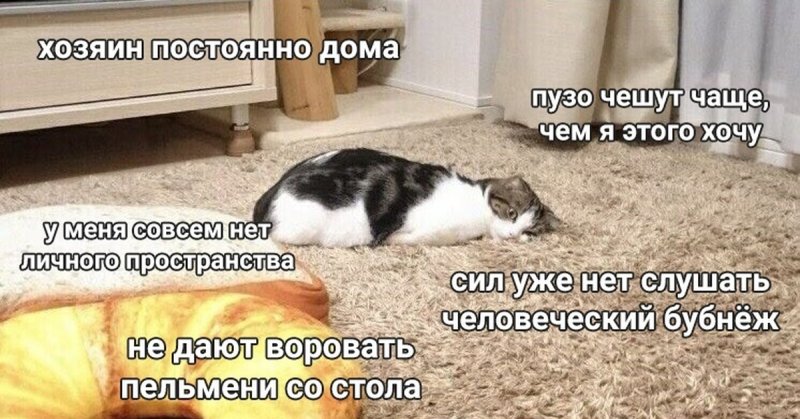 Кот на карантине