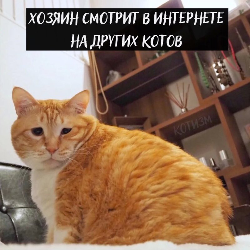 Мысли кота