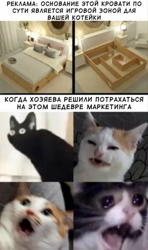 Мемы с котами