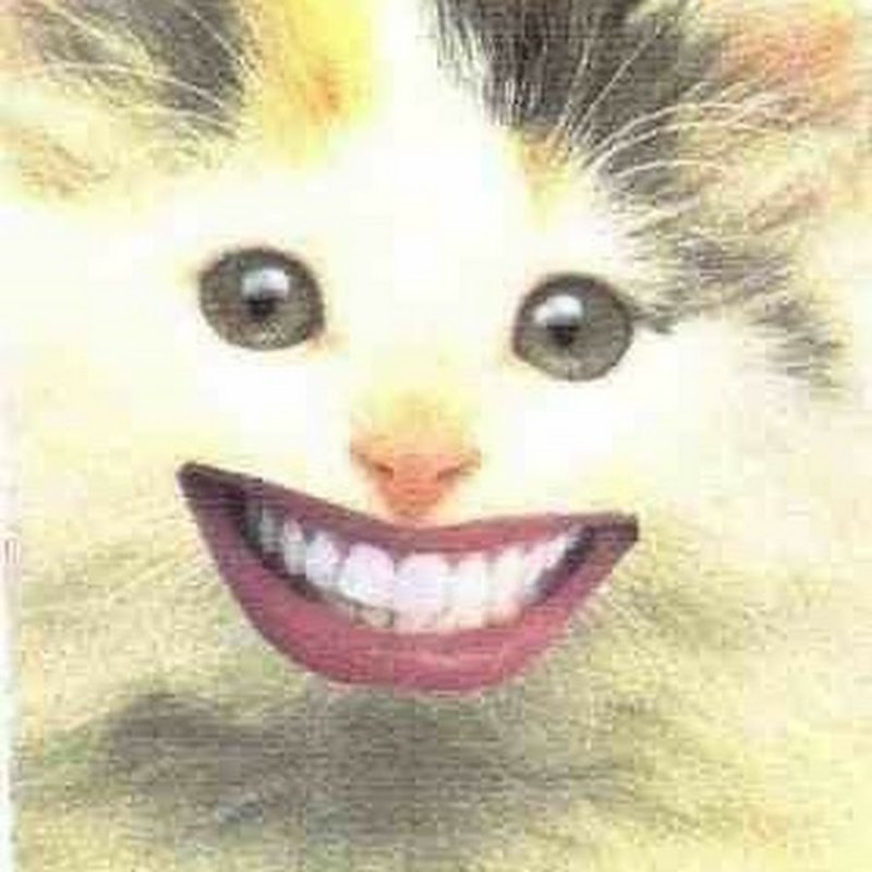 Улыбка кота