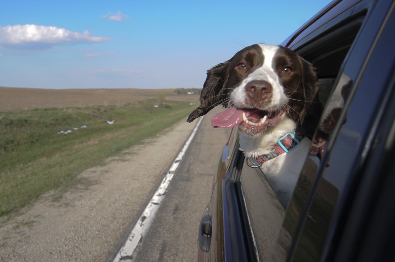 Собака с высунутым языком из машины