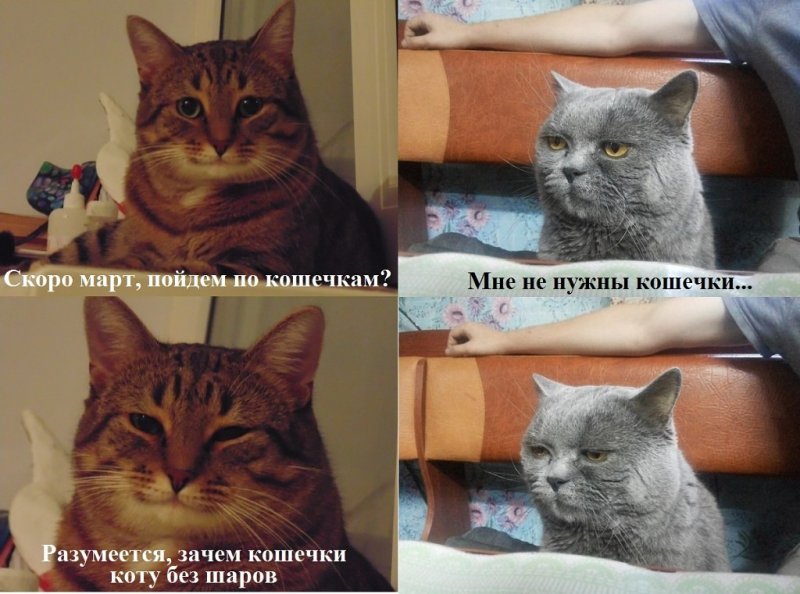 Кот без бубенцов