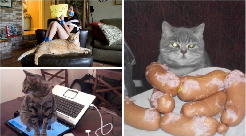 Кошки хозяева в доме