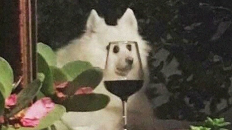 Пес в стакане