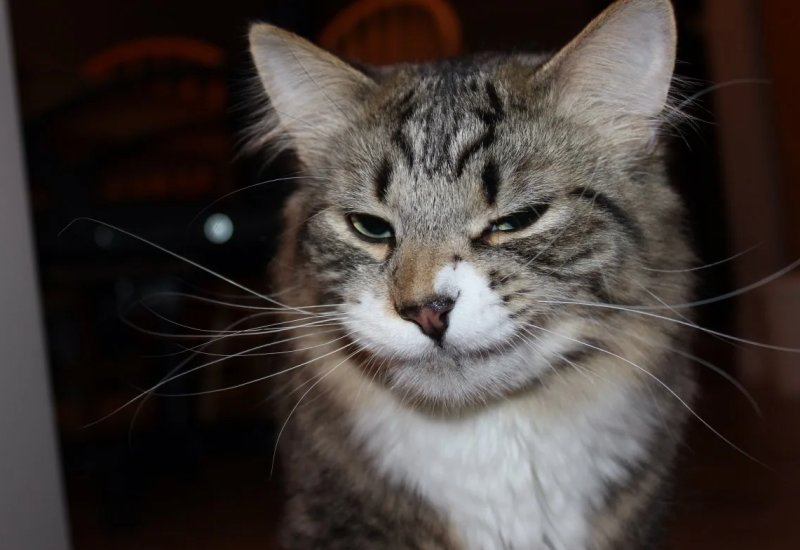 Кот подмигивает