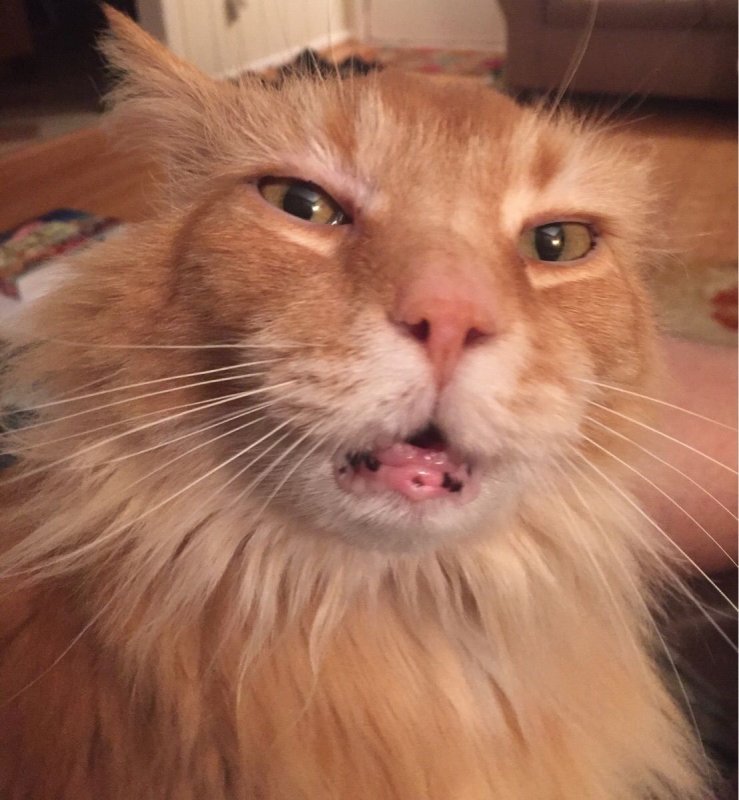 Рыжий кот с валерьянкой