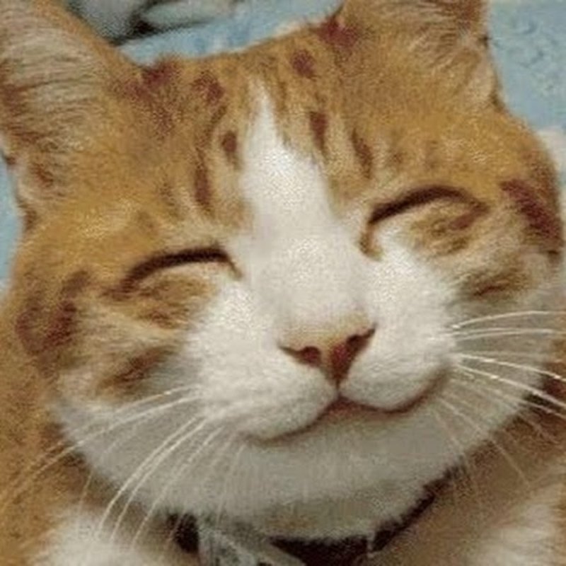 Кайф Мем кот