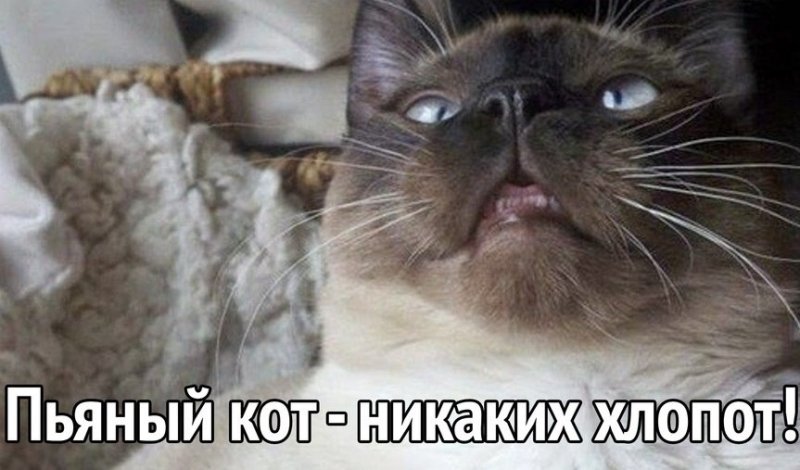 Кот под валерьянкой