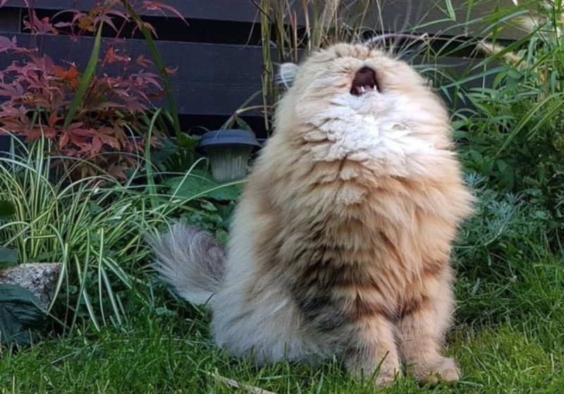 Мохнатый кот