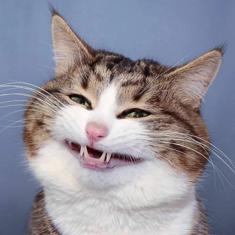 Кот смеется