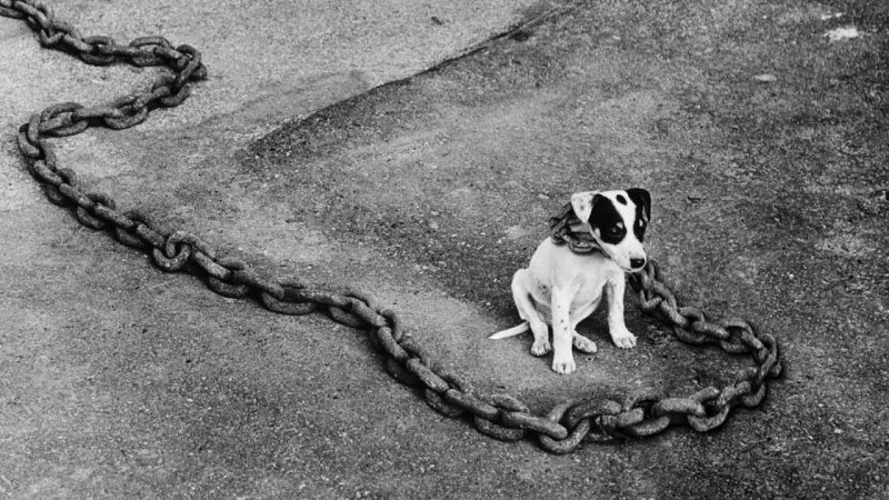 Щенок на цепи