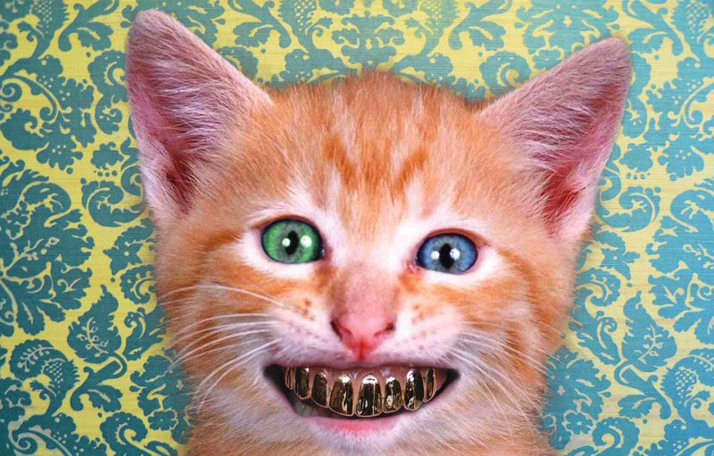 Кот улыбается