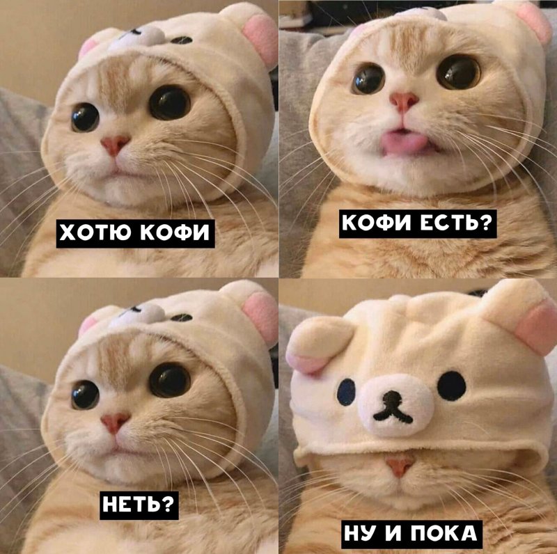 Популярные мемы с котами