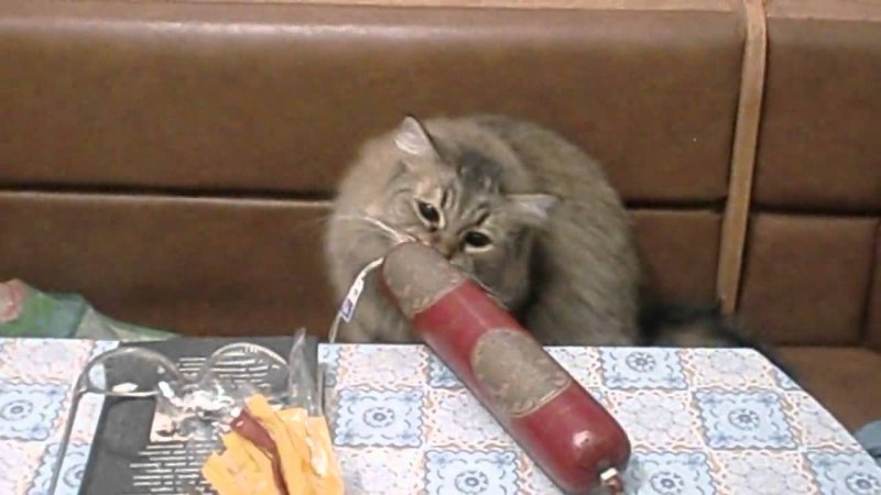 Кот ест колбасу