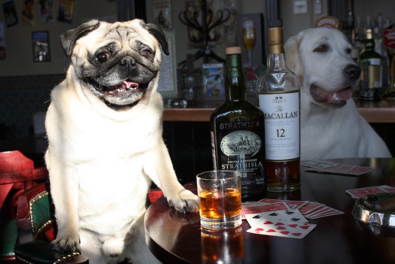 Мопс с пивом