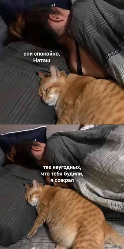 Мемы со спящими котами