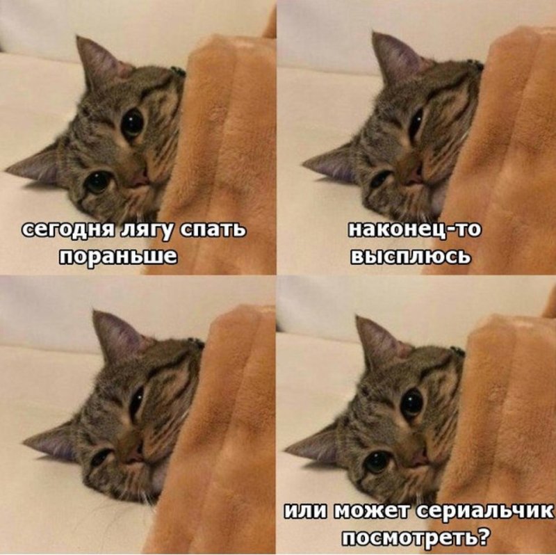 Котики для мемов