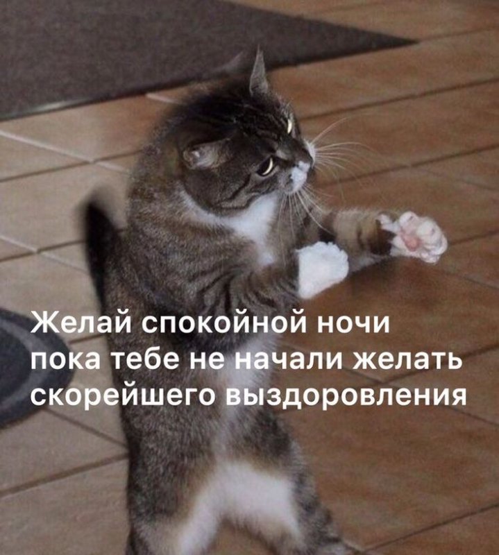Мемы с котами и надписями