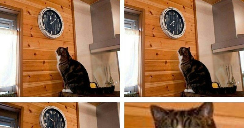 Мемы с котиками