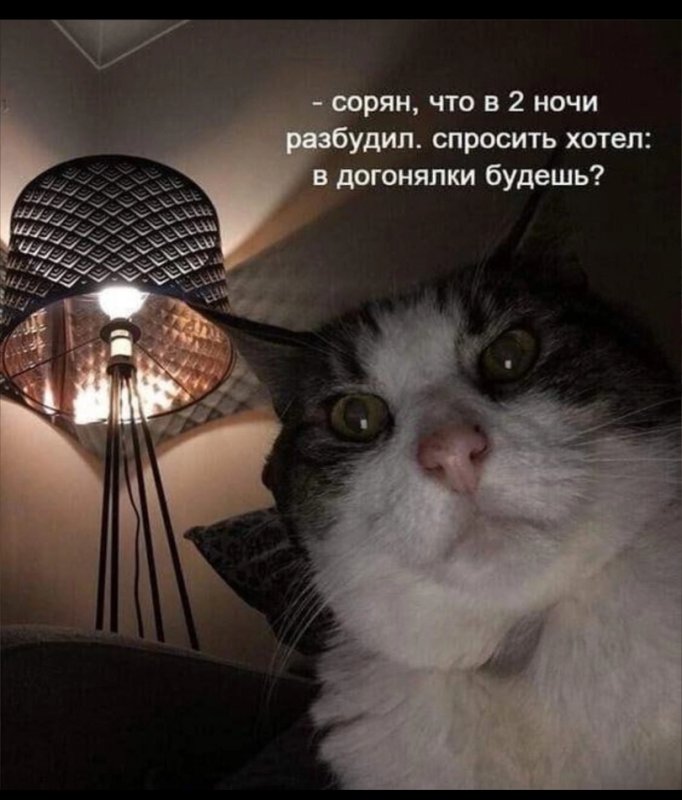 Кот спит Мем