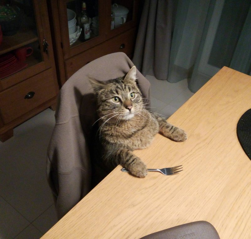 Смешные коты за столом