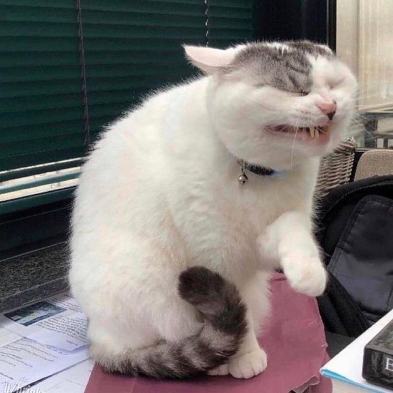 Кот щурится