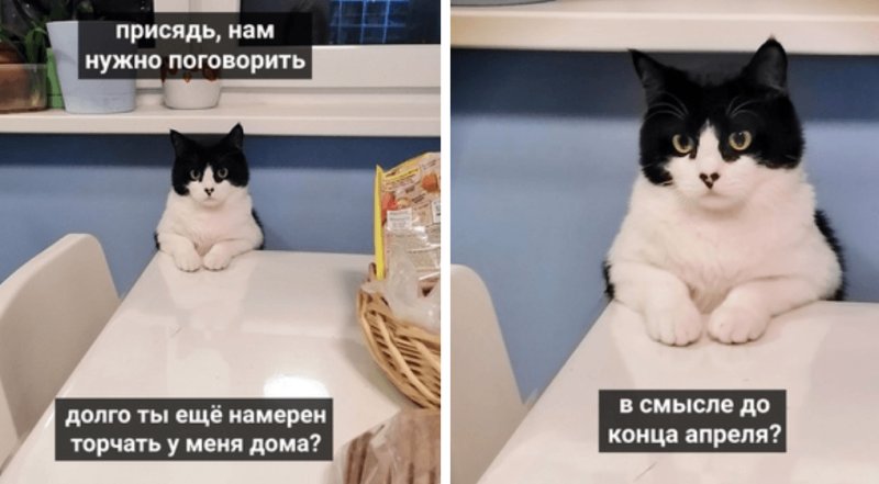 Кот хозяин Мем