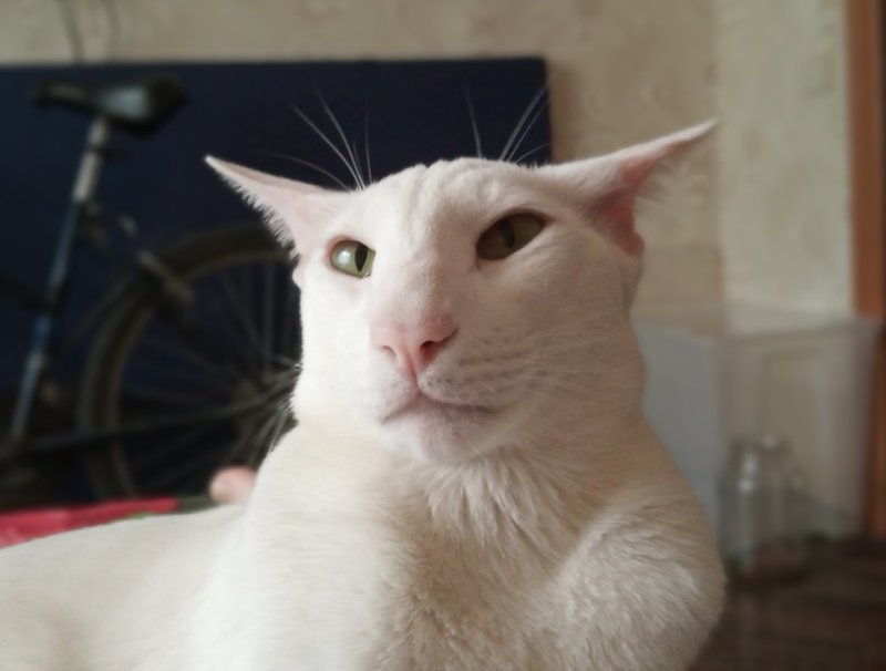 Кот психопат