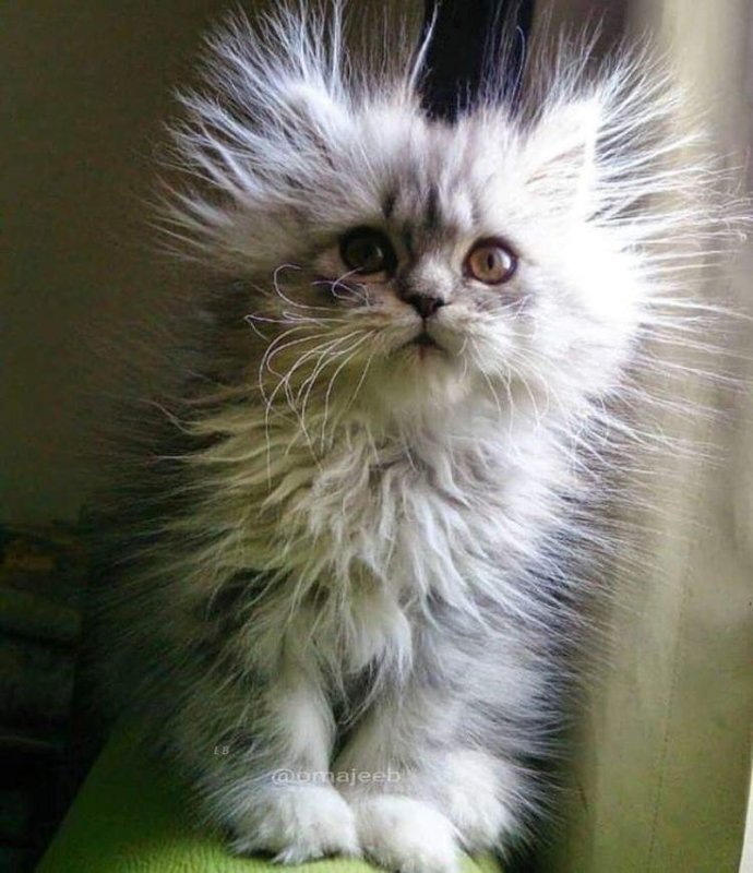 Персидская шиншилла Вилфред