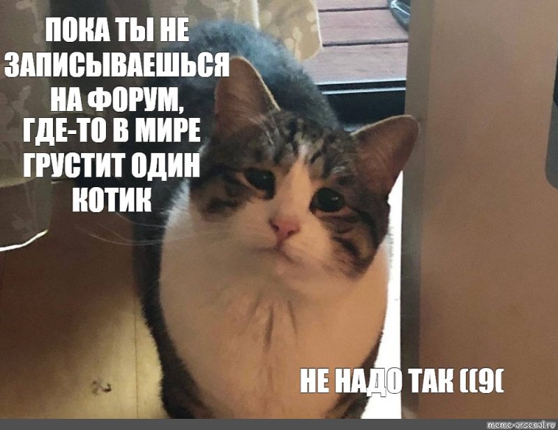 Пока Мем кот