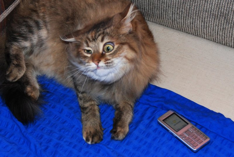 Нервный кот