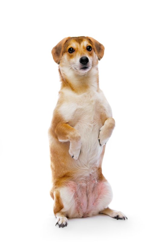 Собака стоящая на задних лапах