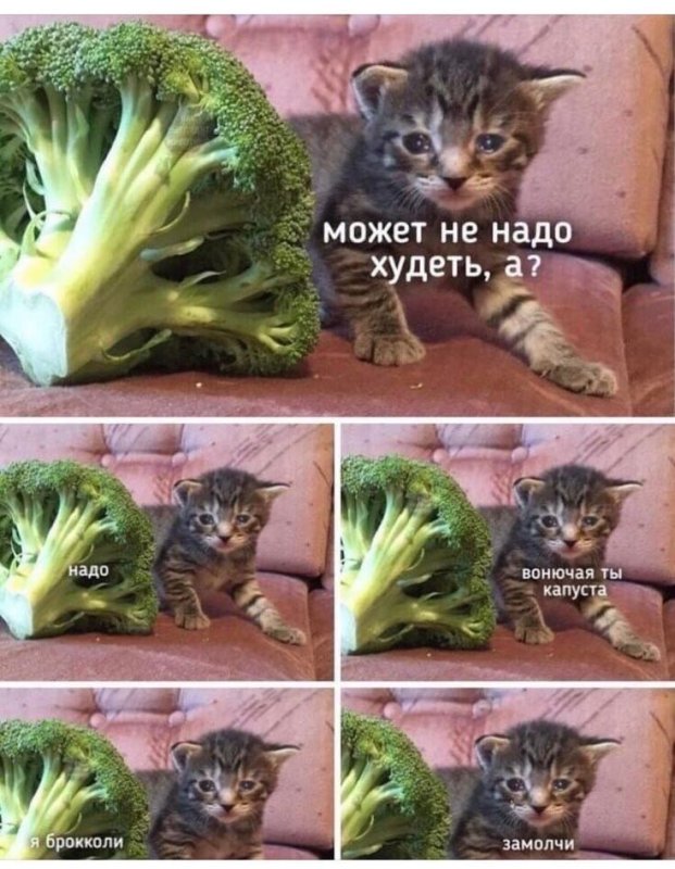 Противный кот из мемов с салатом