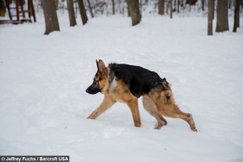 Собака сутулая немецкая овчарка