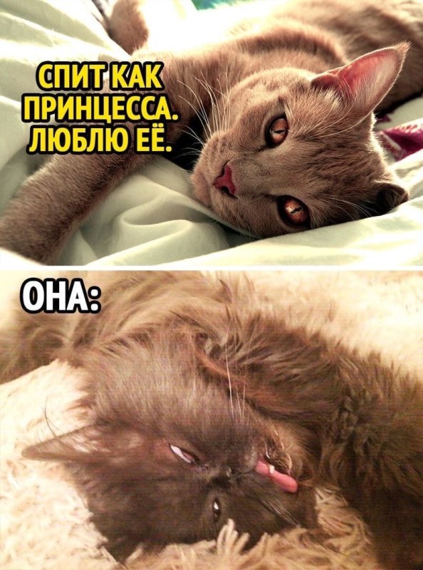 Люблю поспать