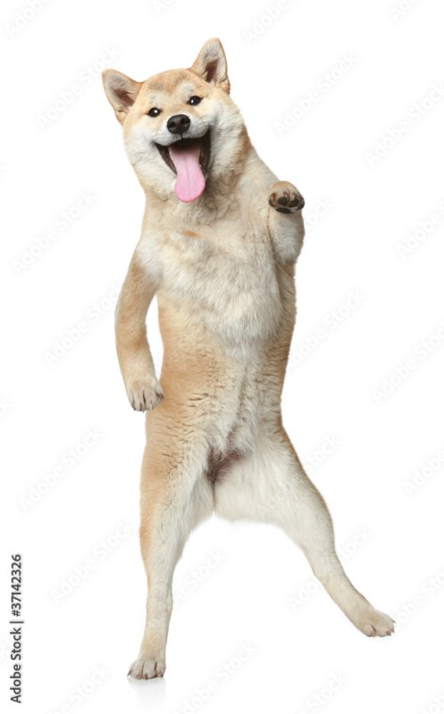 Шиба ину лапы