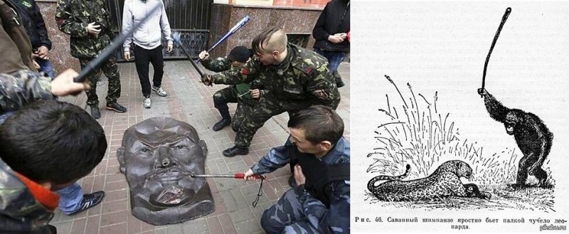 Саванный шимпанзе яростно бьет