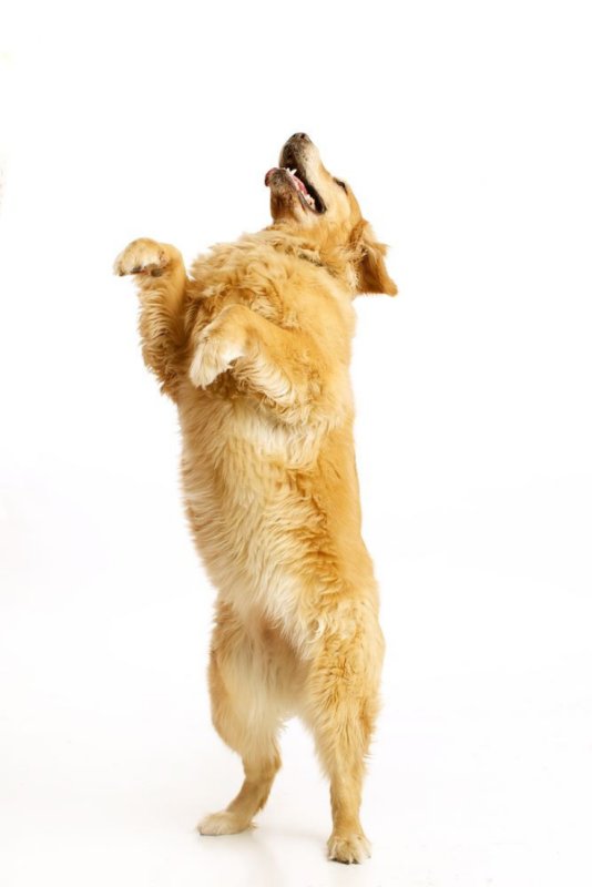 Золотистый ретривер лапы