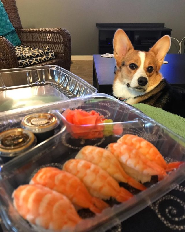 Собачьи роллы