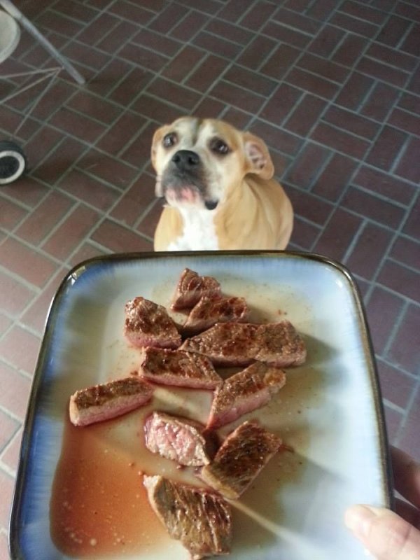 Собака выпрашивает еду