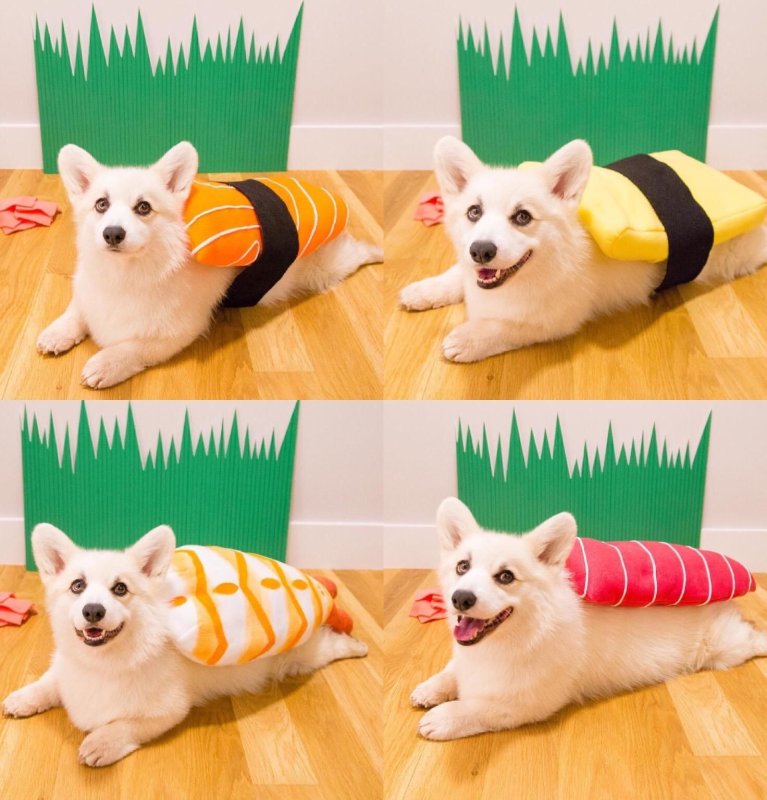 Собачьи роллы