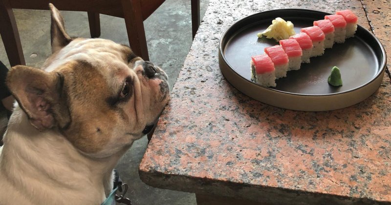 Собака ест суши