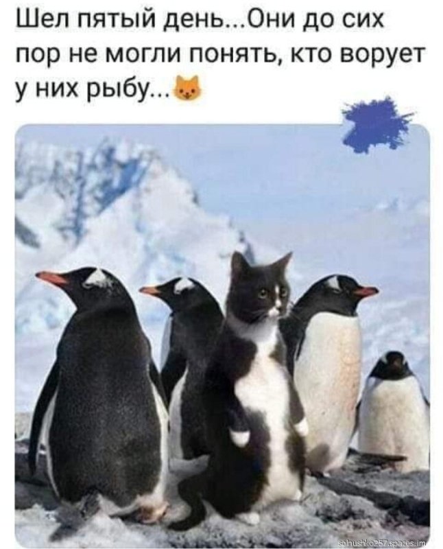 Пингвин юмор