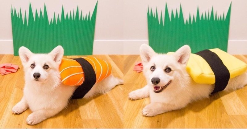 Костюм ролла кот