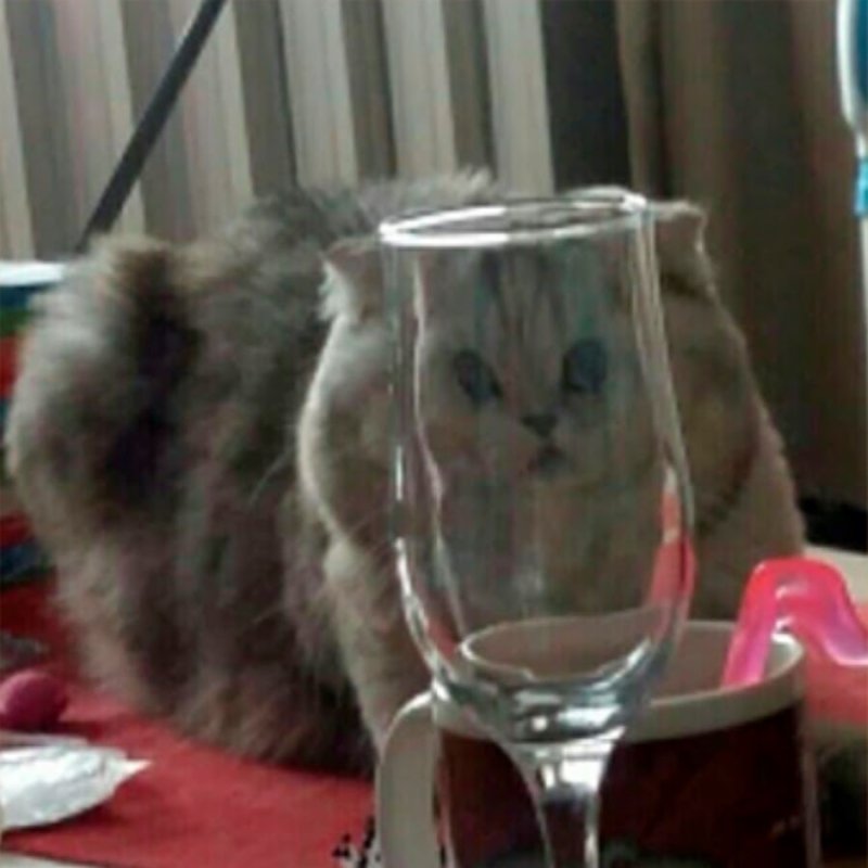 Кот за стаканом