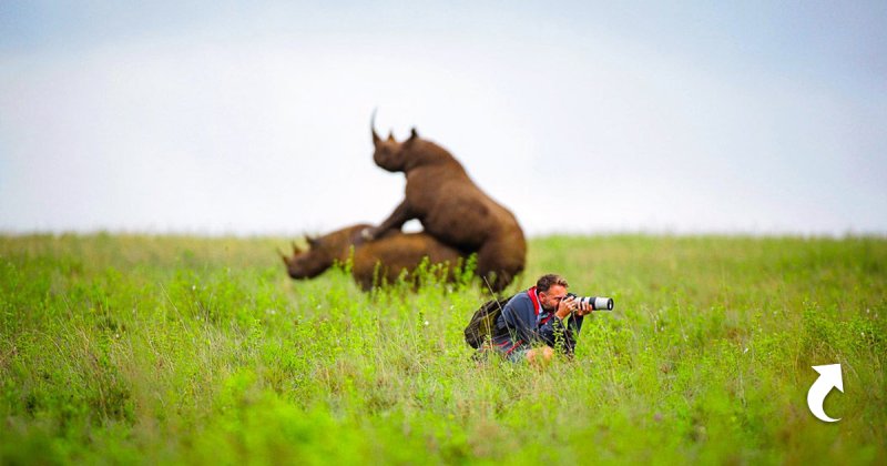 Фотограф и животные