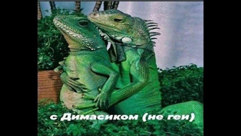 С Саньком Мем ящерицы