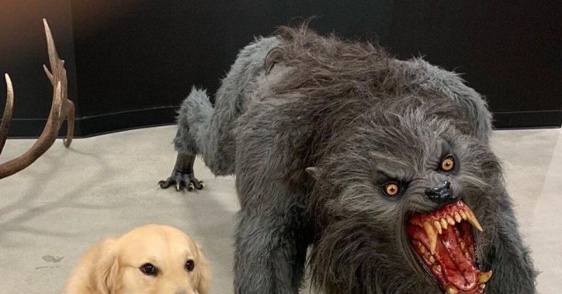 Голодная собака